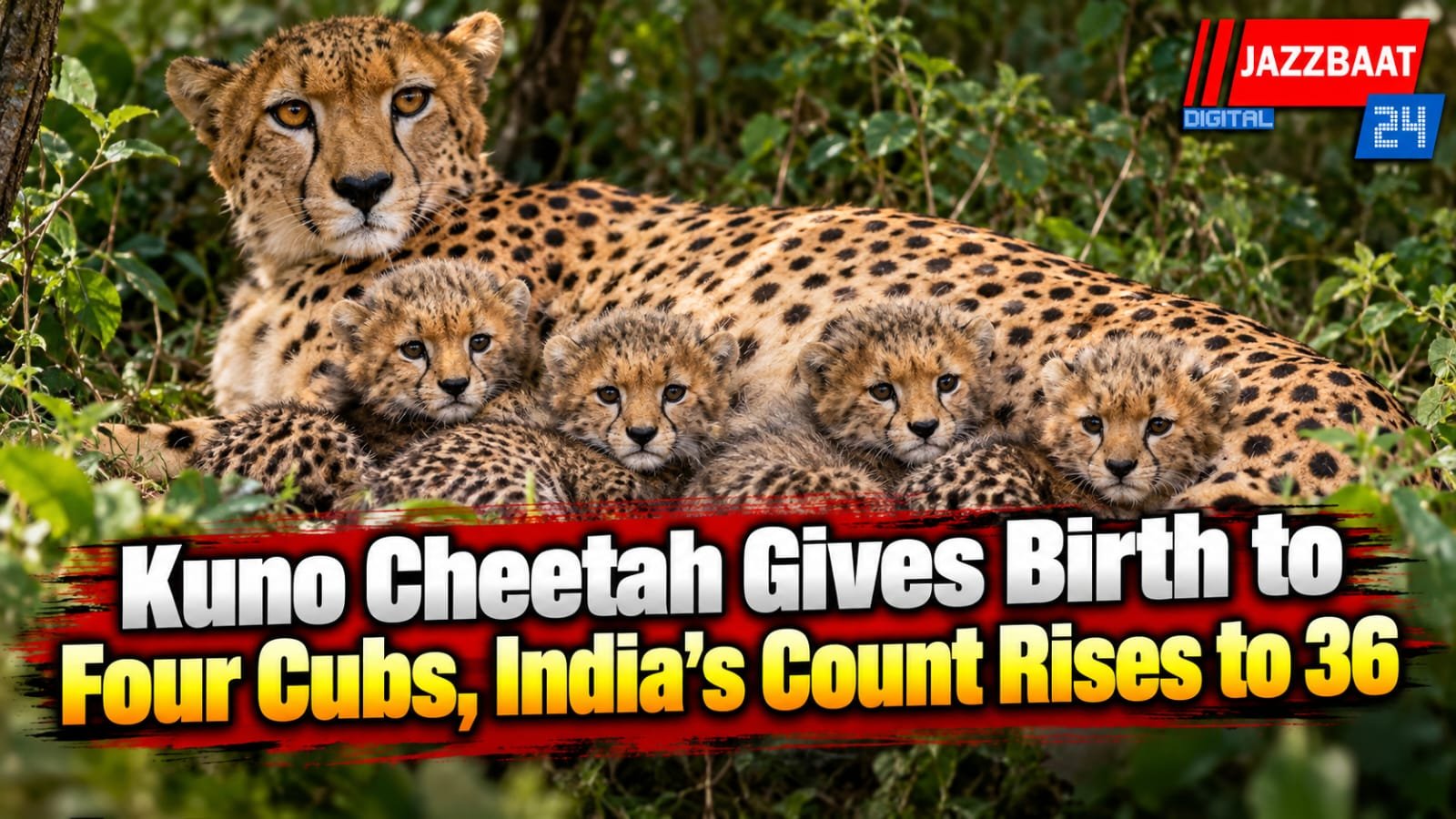 Kuno Cheetah Gives Birth to Four Cubs, India’s Count Rises to 36