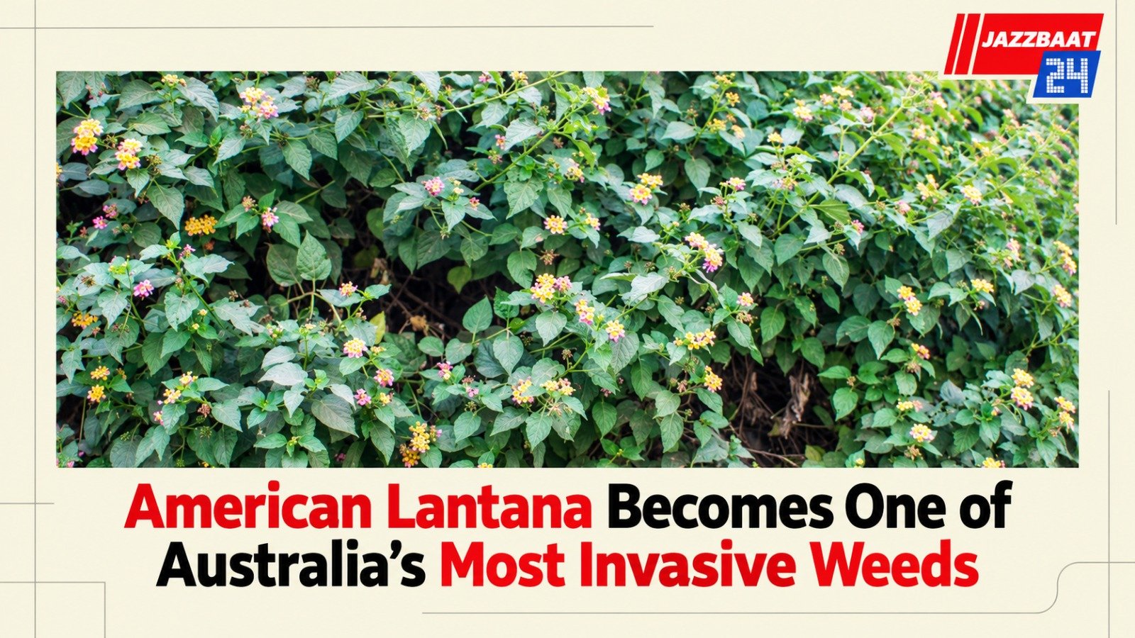 American Lantana Becomes One of Australia’s Most Invasive Weeds