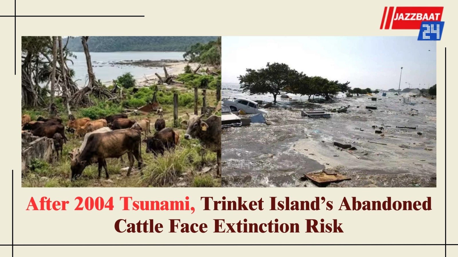 After 2004 Tsunami, Trinket Island’s Abandoned Cattle Face Extinction Risk